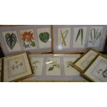 A Set of Four Coloured Botanical Prints,