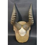 A Pair of Hartebeeste Horns and Skull mo