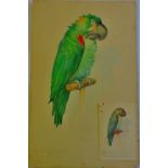 Charles Henry Twelvetrees-The original artwork for a postcard featuring a disgruntled parrot