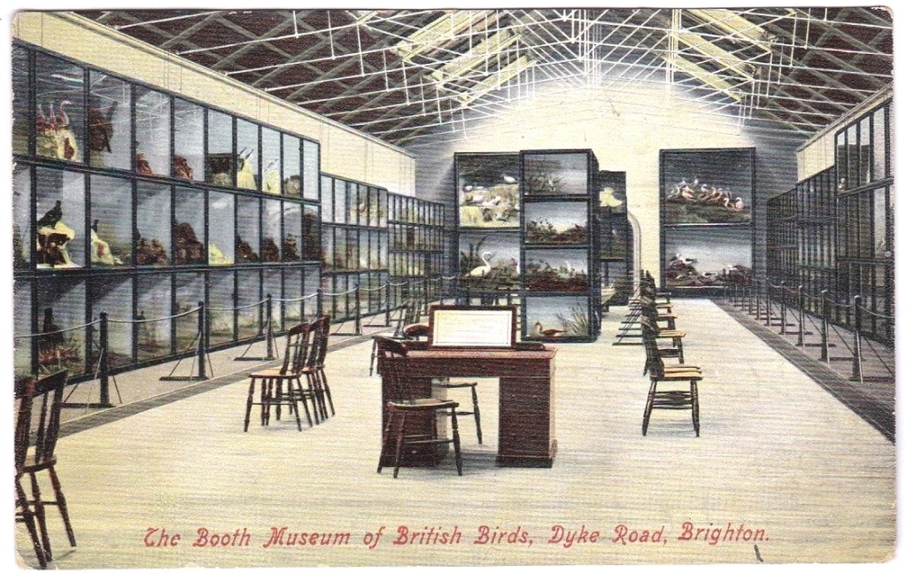 Sussex/Birds - Colour postcard "The Booth Museum of British Birds" Dyke Road, Brighton, Childs image