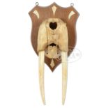 ALASKAN MOUNTED WALRUS SKULL WITH TUSKS. 19th/20th Century. The shield shaped plaque with ivory