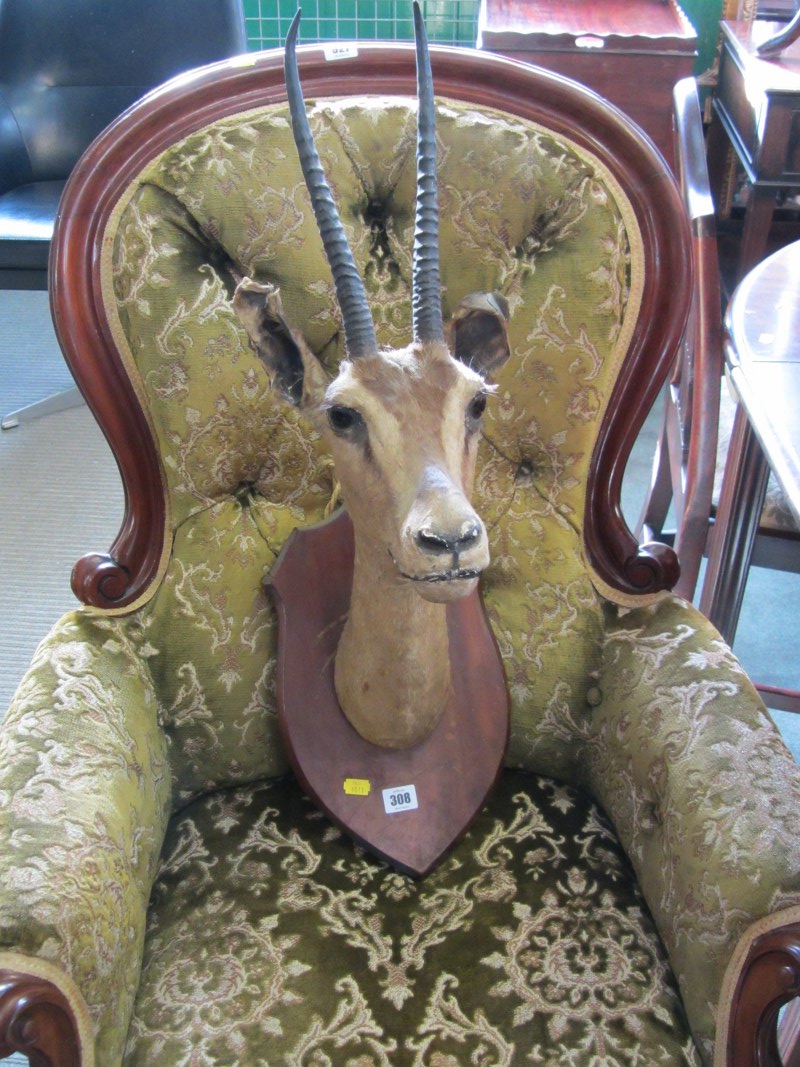 TAXIDERMY, shield mounted gazelle's head