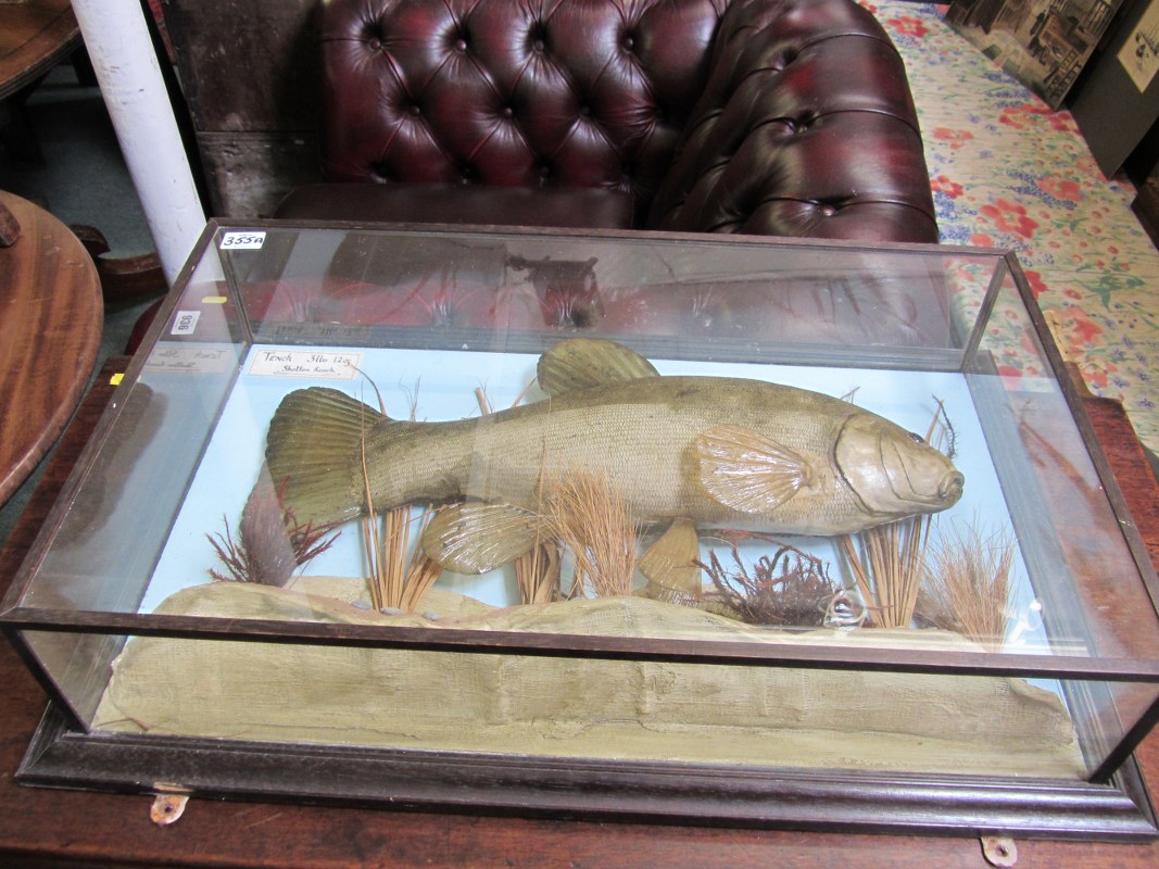 TAXIDERMY, Study of a Tench in glazed wall cabinet, with label Tench 3 pounds 12 ounces, Shotton