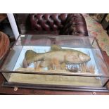 TAXIDERMY, Study of a Tench in glazed wall cabinet, with label Tench 3 pounds 12 ounces, Shotton