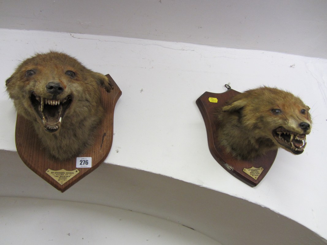 TAXIDERMY, 2 shield mounted foxes heads (Mr Spooner's Hounds, 1927 and Mr Phillpott's Hounds 1931)