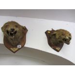 TAXIDERMY, 2 shield mounted foxes heads (Mr Spooner's Hounds, 1927 and Mr Phillpott's Hounds 1931)