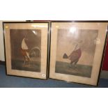 COCK FIGHTING, 2 hand coloured aquatints after B Marshall "War & Peace",