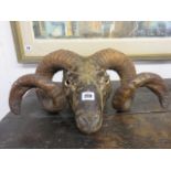 TAXIDERMY, Ram's head with curled horns,