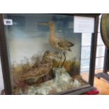 TAXIDERMY, cabinet glazed display "Black Tailed Godwit and Woodcock",