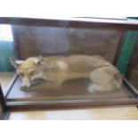 TAXIDERMY, cabinet glazed display of Fox,