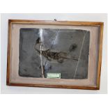 A fossilised Keichorsaurus, Middle Triassic Period, 245-250 million years ago, in a specimen case.