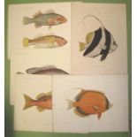 [PRINTS] collection of 19th century German, hand-coloured prints of exotic fish, approx.. 9 x 12