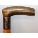 ANOTHER 19TH CENTURY RHINOCEROS HORN HANDLED WOOD WALKING STICK, with a hallmarked silver collar,