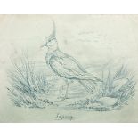 M... F... S... (19th Century) British. "Lapwing", Pencil, Signed with Initials, Inscribed and