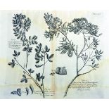 19th Century English School. 'Dogwood Tree', a collection of Jamaican Horticultural Prints,