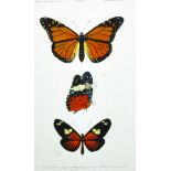 20th Century English School. A Study of Butterflies, Print, Unframed, 9" x 5.5", together with a