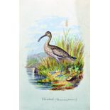 M... F... S... (19th Century) British. "Whimbrel" (Numenius phaeopus), Watercolour, Signed with