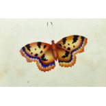 19th Century English School. Study of a Butterfly, Watercolour, in a Maple Frame, 3.5" x 5.25",