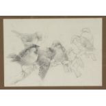 CHARLES HENRY CLIFFORD BALDWYN (1859-1943) A pencil study of seven birds on a branch. 7ins x 9.