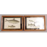 A PAIR OF 19TH CENTURY FRAMED CHINESE PAINTINGS ON RICE PAPER, each depicting swimming fish, each