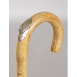 A CROOK CANE which encloses a measure for horses. 38ins long.