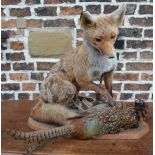 Taxidermy fox pinning down a pheasant