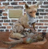 Taxidermy fox pinning down a pheasant