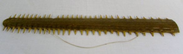 Taxidermy saw fish rostrum