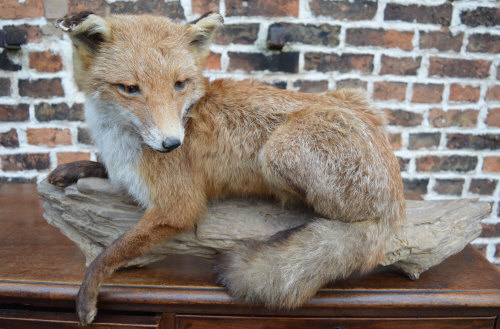 Taxidermy fox resting on a naturalistic