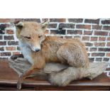 Taxidermy fox resting on a naturalistic