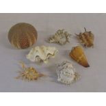 Various sea shells