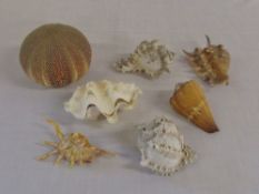 Various sea shells