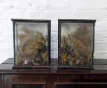 Pair of taxidermy red squirrels