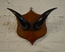 Pair of mounted cow horns