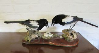Pair of taxidermy magpies