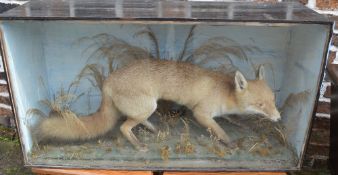 Cased taxidermy fox