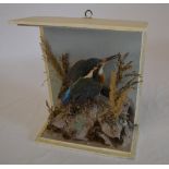 Taxidermy Kingfisher (no glass)