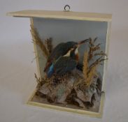 Taxidermy Kingfisher (no glass)