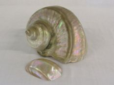 Large mother of pearl conch shell approx