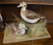 2 taxidermy longtailed ducks