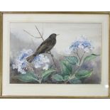 Watercolour of a blackbird by Eileen A S