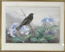 Watercolour of a blackbird by Eileen A S