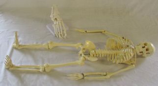 Small skeleton & an anatomical foot mode