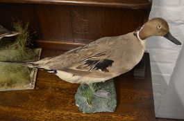 Taxidermy pin tailed duck