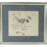 Framed watercolour 'Young Peewit' by R B