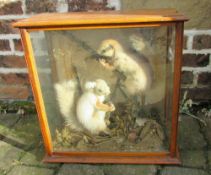 Cased pair of taxidermy squirrels