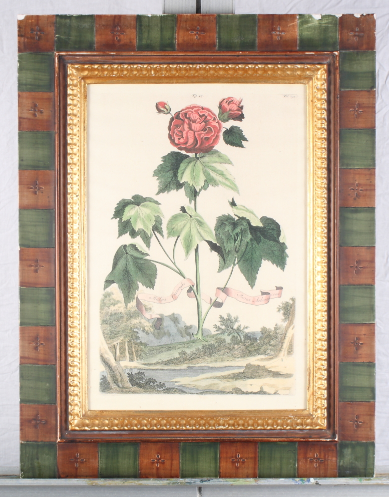 A set of three 19th Century coloured botanical prints, 13" x 9", in green and gilt frames