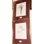 A set of three 18th Century French watercolours, a white rose, a yellow rose and an iris, 9 1/2" x 3