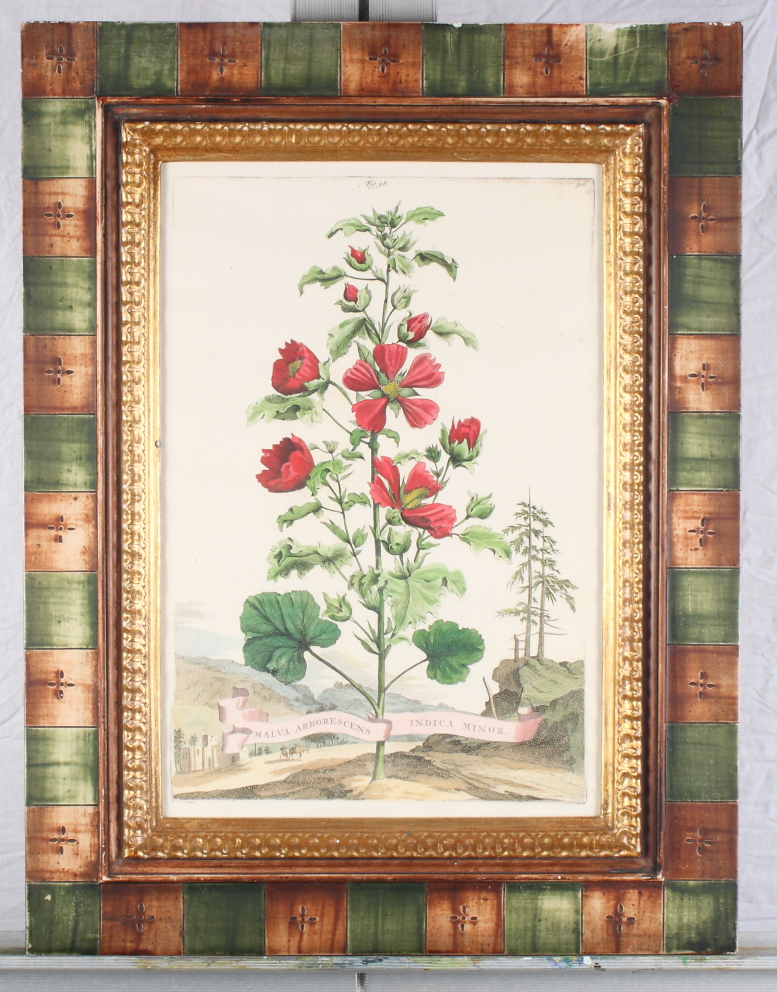 A set of three 19th Century coloured botanical prints, 13" x 9", in green and gilt frames - Image 2 of 3