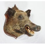 Taxidermy: a wild boar's head on oak shield-shaped mount (affectionately known as Cecil)